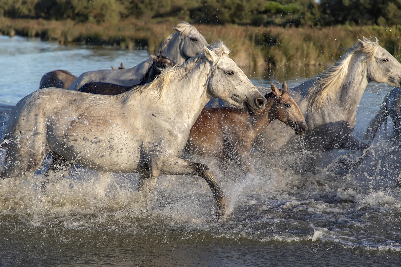 Cavalli selvaggi nella Maremma con butteri che guidano il bestiame in un paesaggio naturale incontaminato.