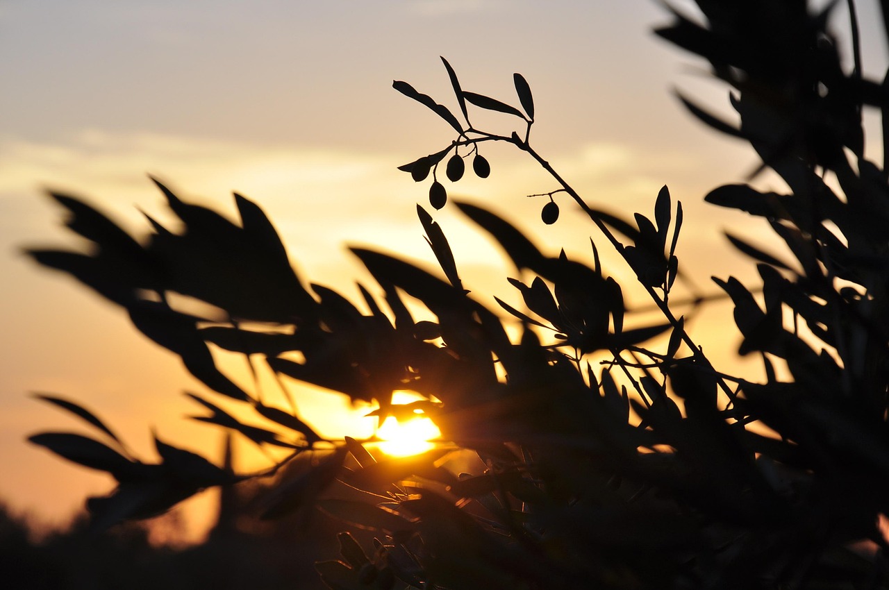 Passeggiata panoramica tra ulivi e mare al tramonto, con colori caldi e suggestivi.