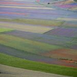 Fioritura delle lenticchie a Castelluccio di Norcia, un panorama colorato e suggestivo.