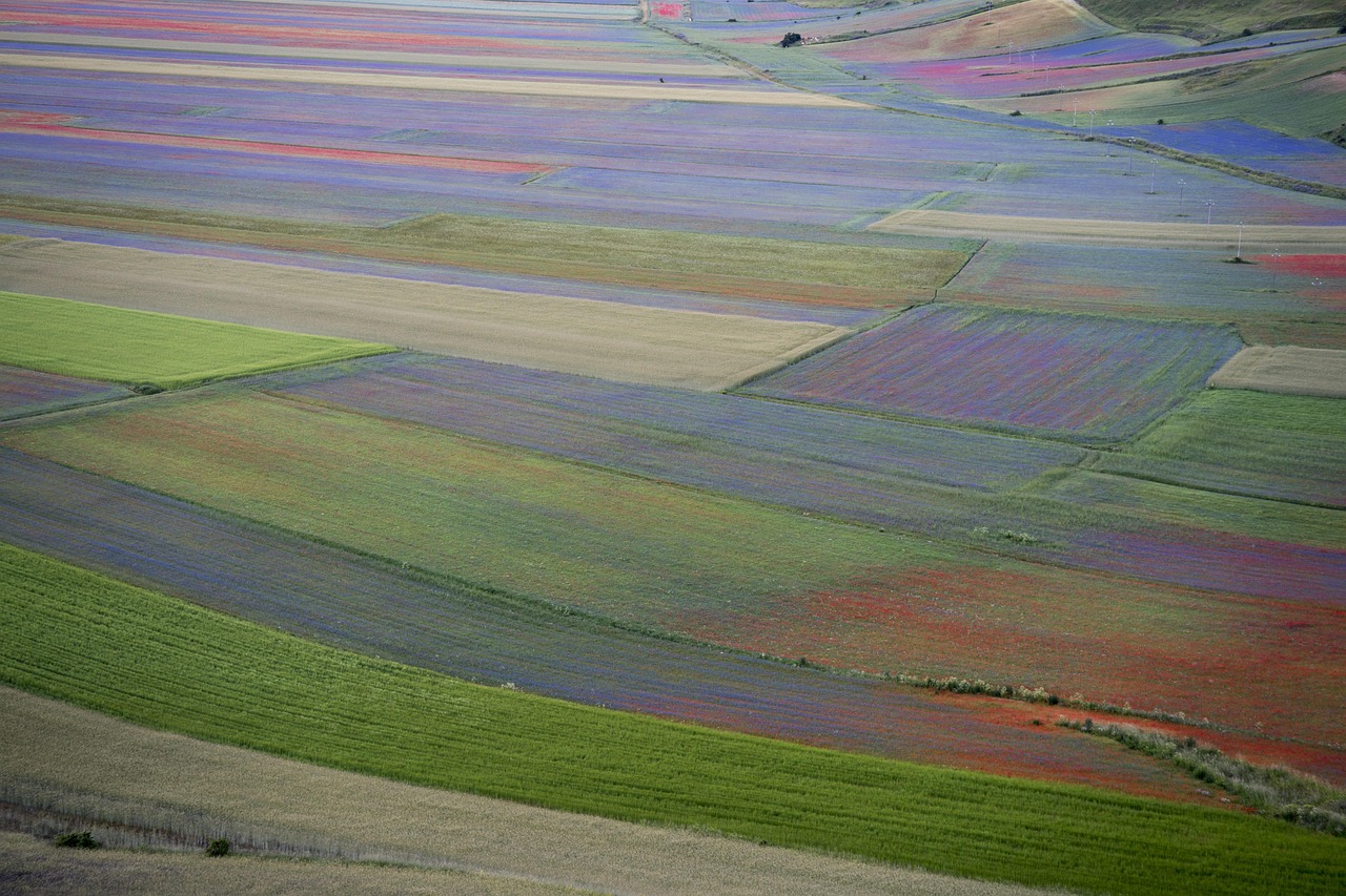 Fioritura delle lenticchie a Castelluccio di Norcia, un panorama colorato e suggestivo.