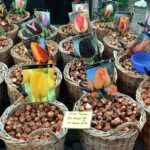 Immagine di bulbi di tulipano pronti per essere piantati in un'aiuola fertile e soleggiata.