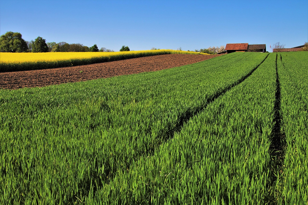 Terreno agricolo fertile con piante verdi, simbolo di opportunità per guadagni extra.